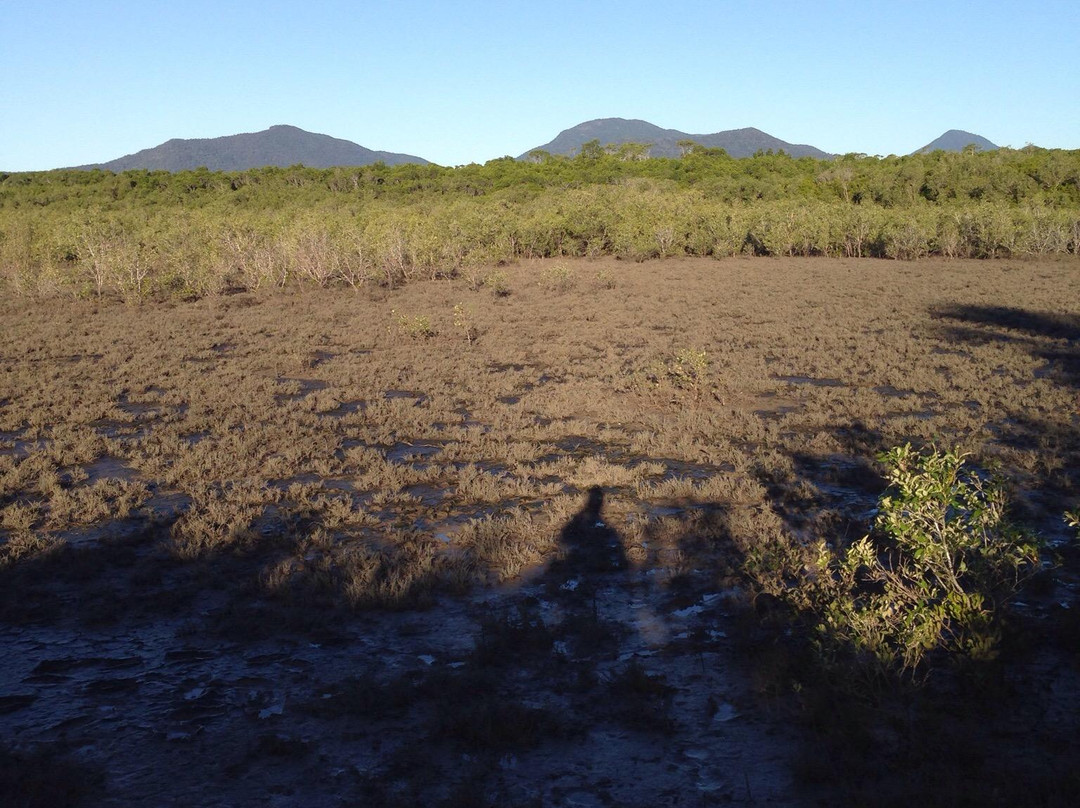 The Jack Barnes Bicentennial Mangrove Boardwalk-爱罗格伦必去景点