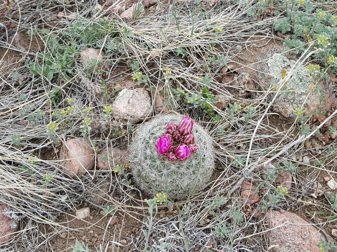 William F. Hayden Green Mountain Park景点图片