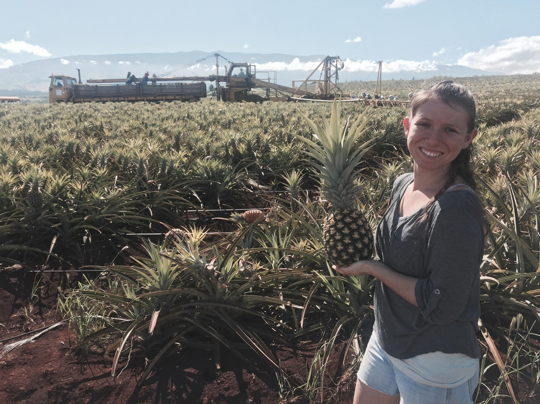 Mr. Pineapple-卡胡卢伊必去景点