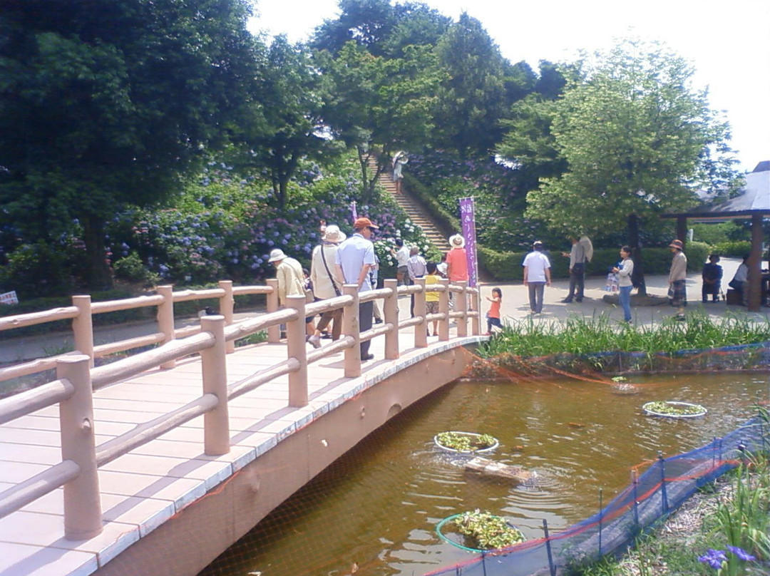 Kaisei Hydrangea Matsuri景点图片