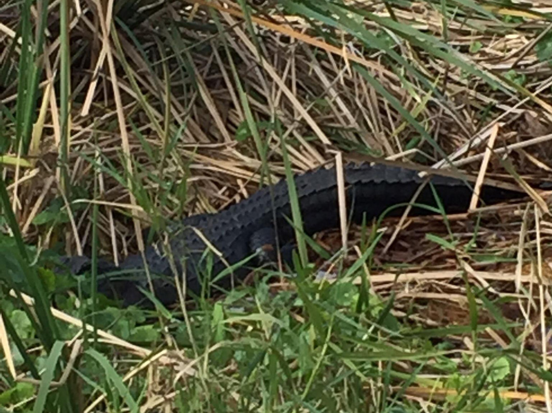 Captain Bob's Airboat Tour-Dunnellon必去景点