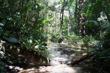 Cameron Highlands Jungle Trail No. 2景点图片