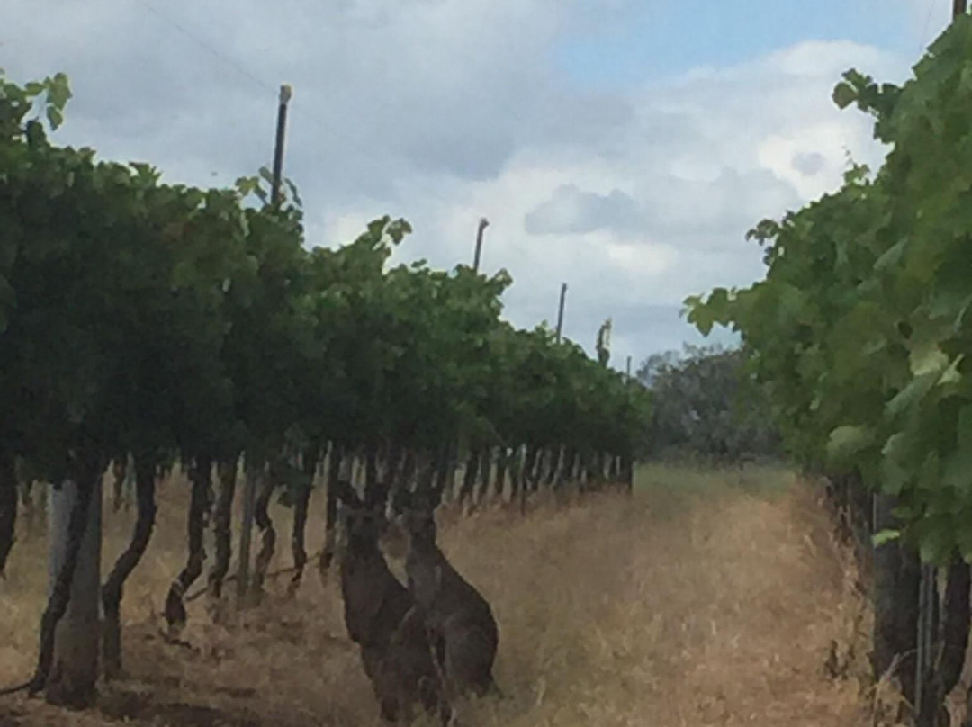 Normanby Wines景点图片