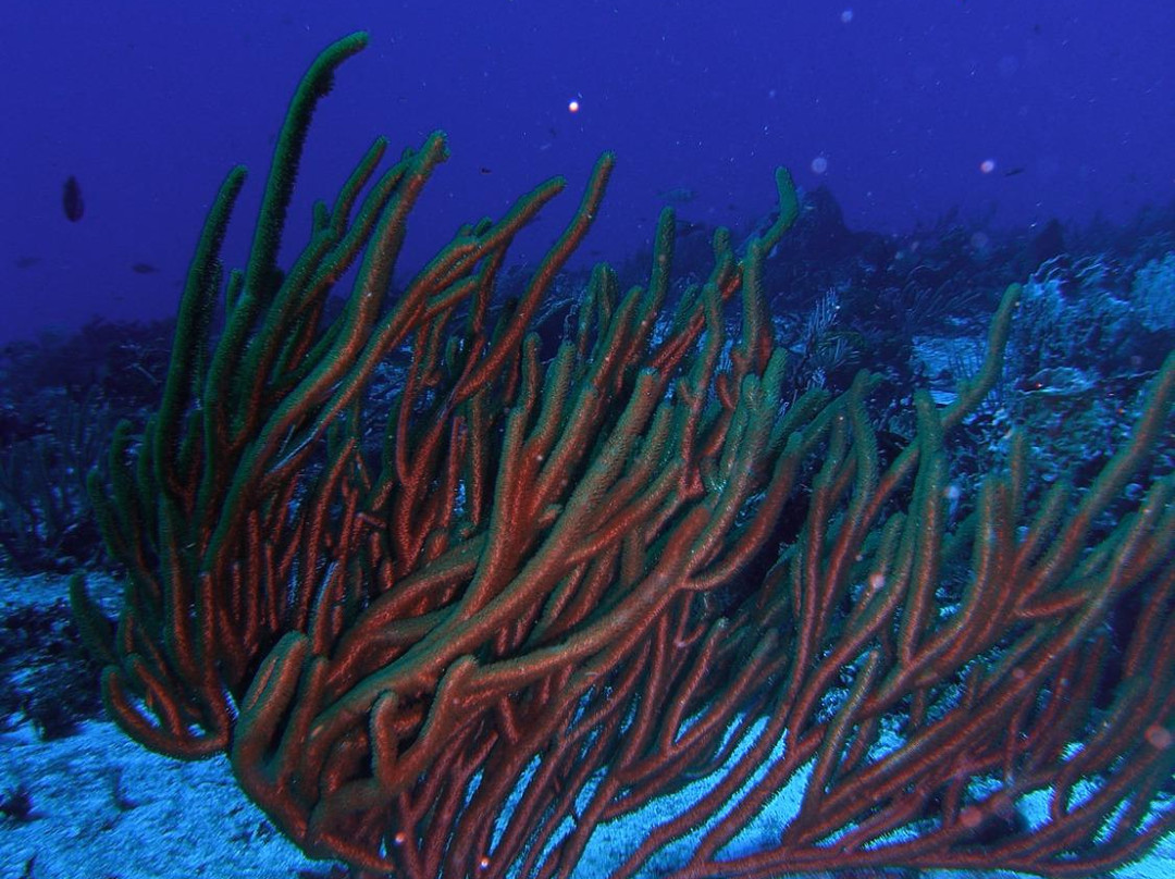 San Francisco Reef-考祖梅必去景点
