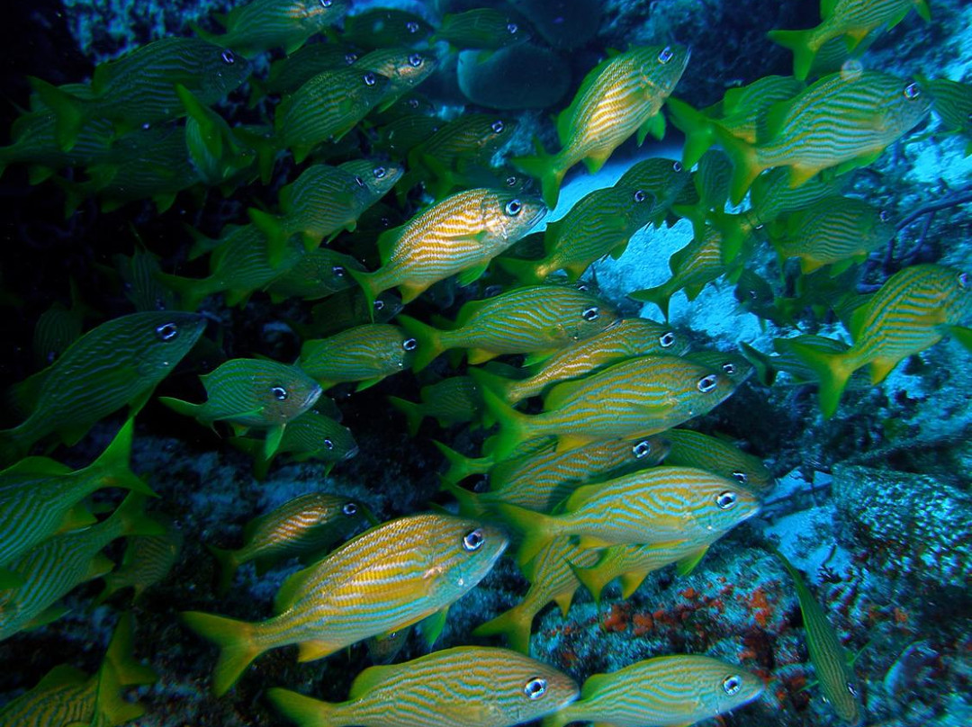 San Francisco Reef-考祖梅必去景点