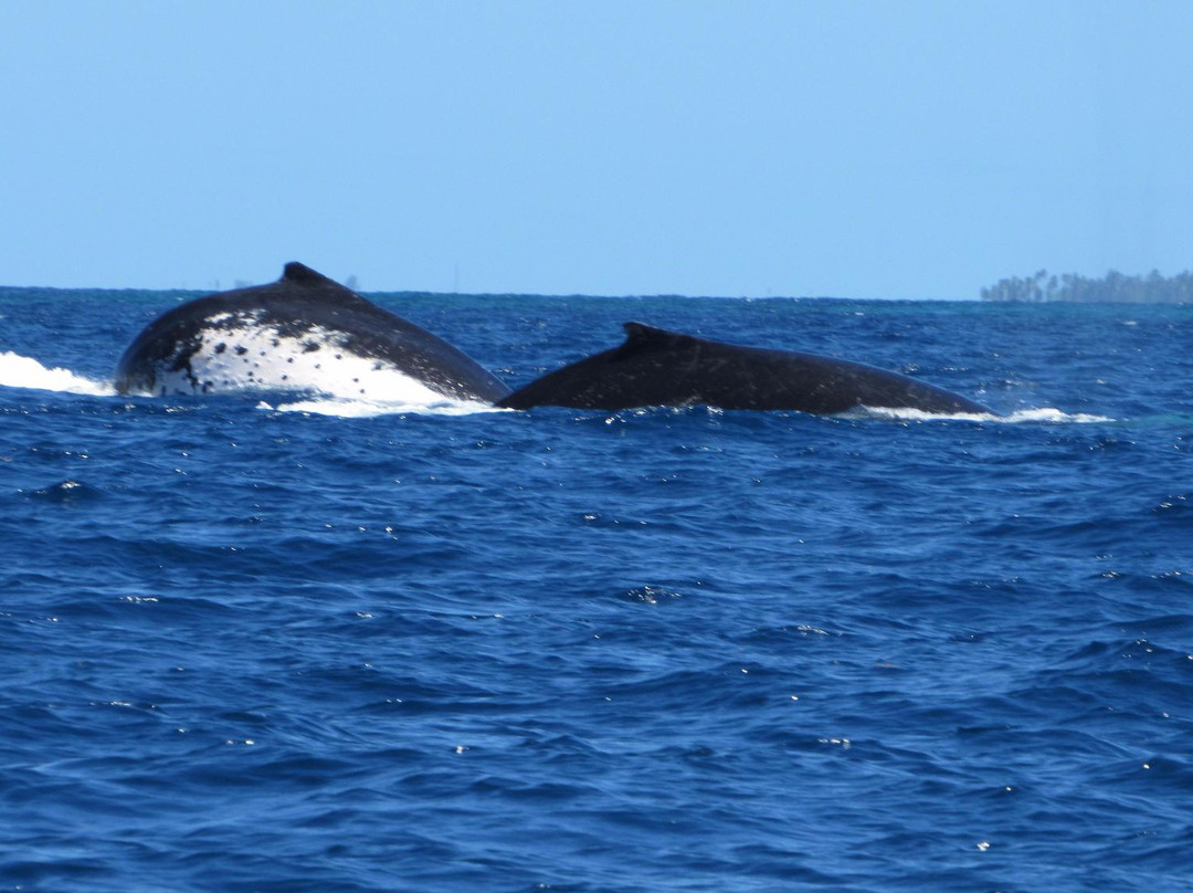 Whale Swim, Fish & Dive Tours-努库阿洛法必去景点