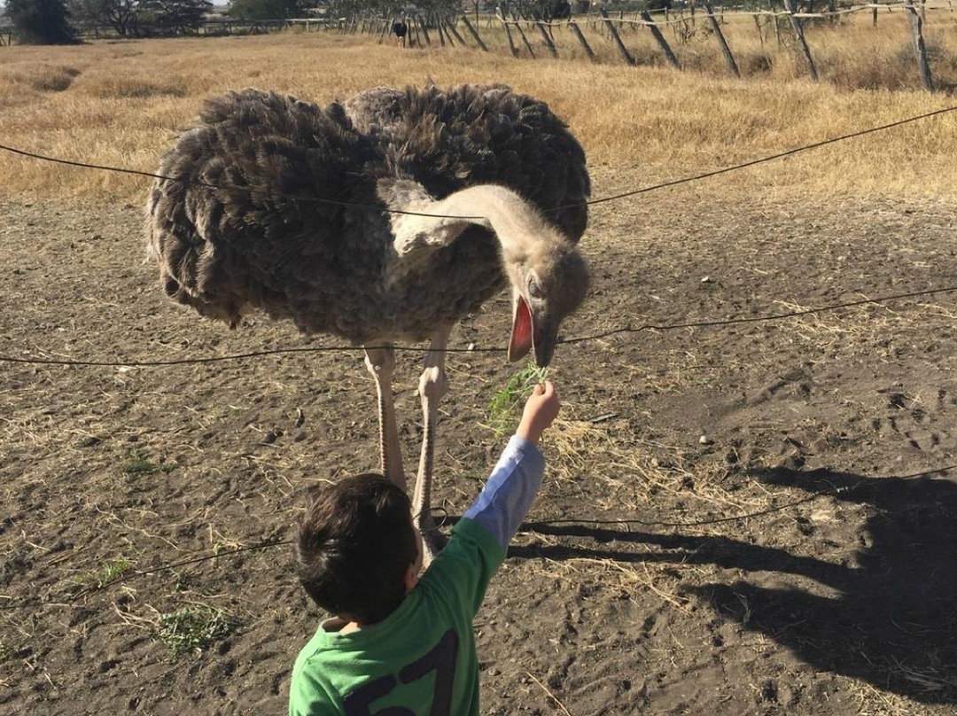 Massai Ostrich Resort & Farm-Kajiado必去景点