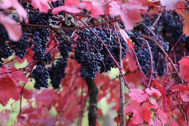 Bothy Vineyard-罗契斯特必去景点