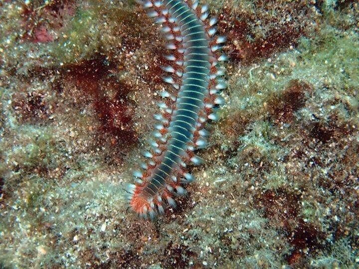 Scuba Life Malta-梅雷赫必去景点