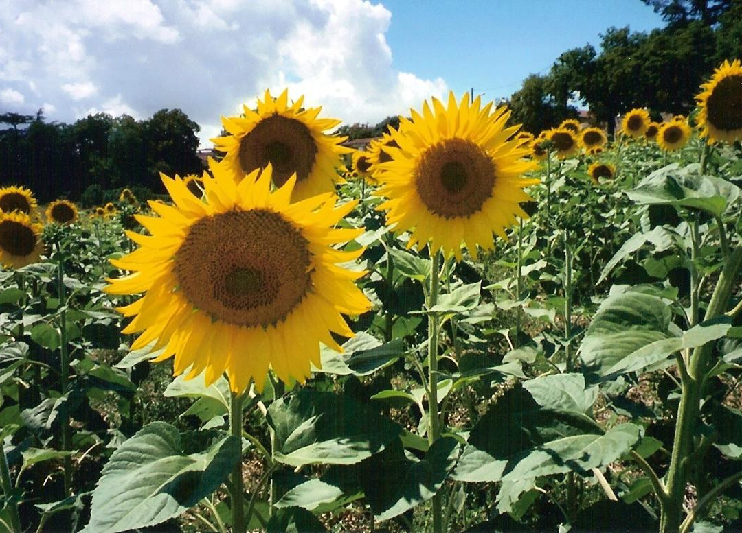 Les Celtes de Gascogne主图