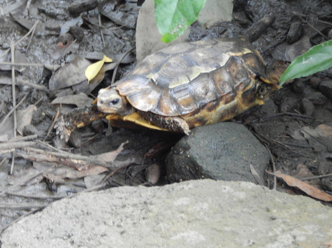 Monkey Forest Resort-Cape Coast必去景点