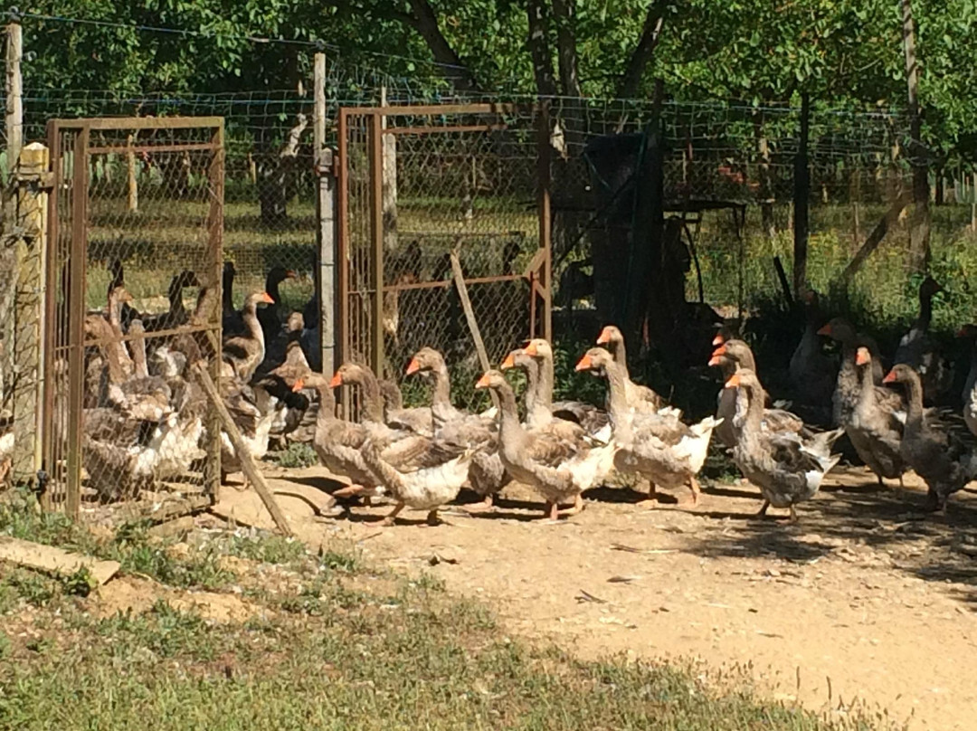 La Ferme de Turnac景点图片