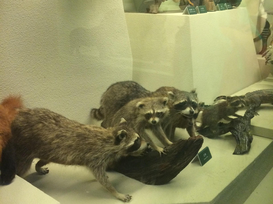 哈尔滨森林博物馆-哈尔滨市必去景点