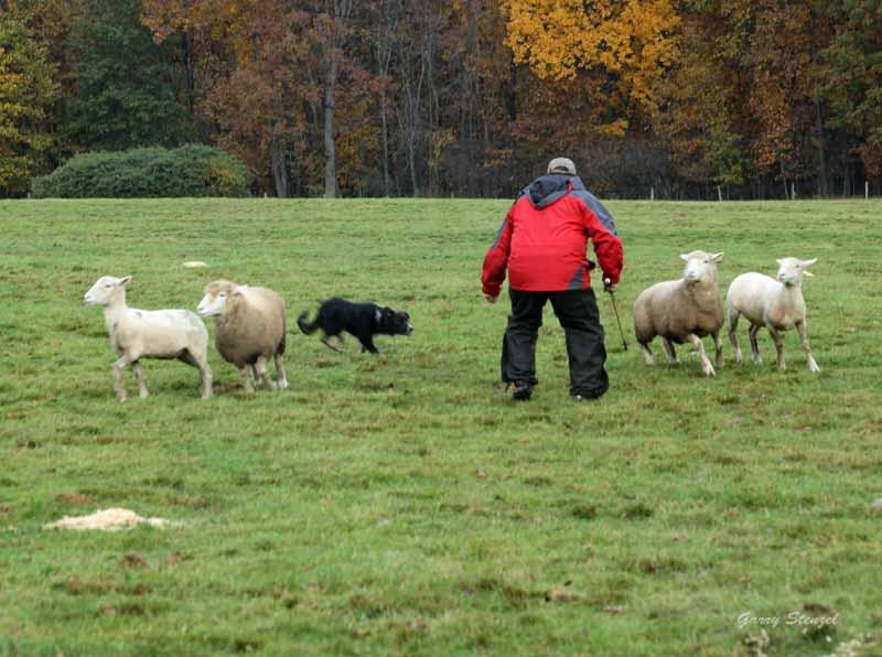 The Spicy Lamb Farm-Peninsula必去景点