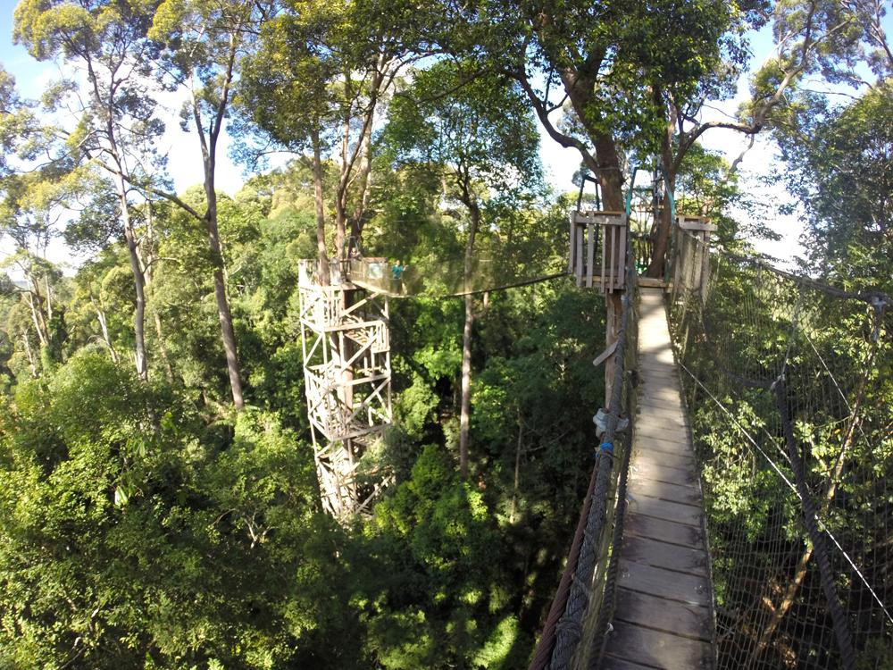 Bangkirai Hill Nature Tourism-巴厘巴板必去景点