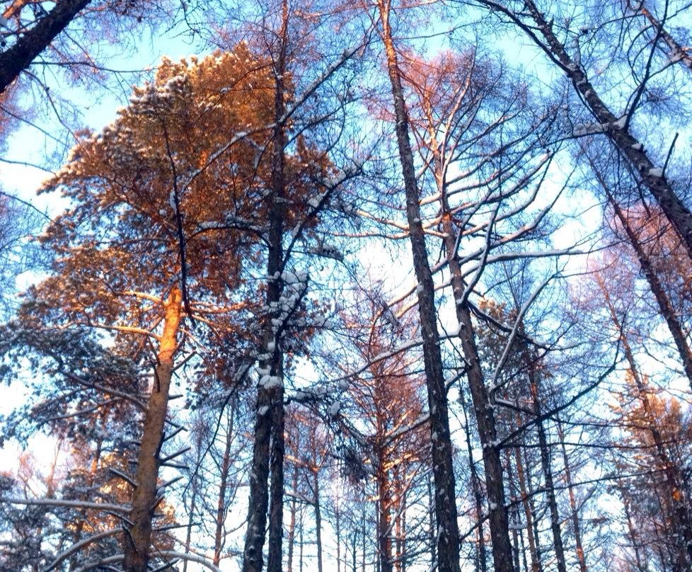 松苑森林公园-漠河县必去景点