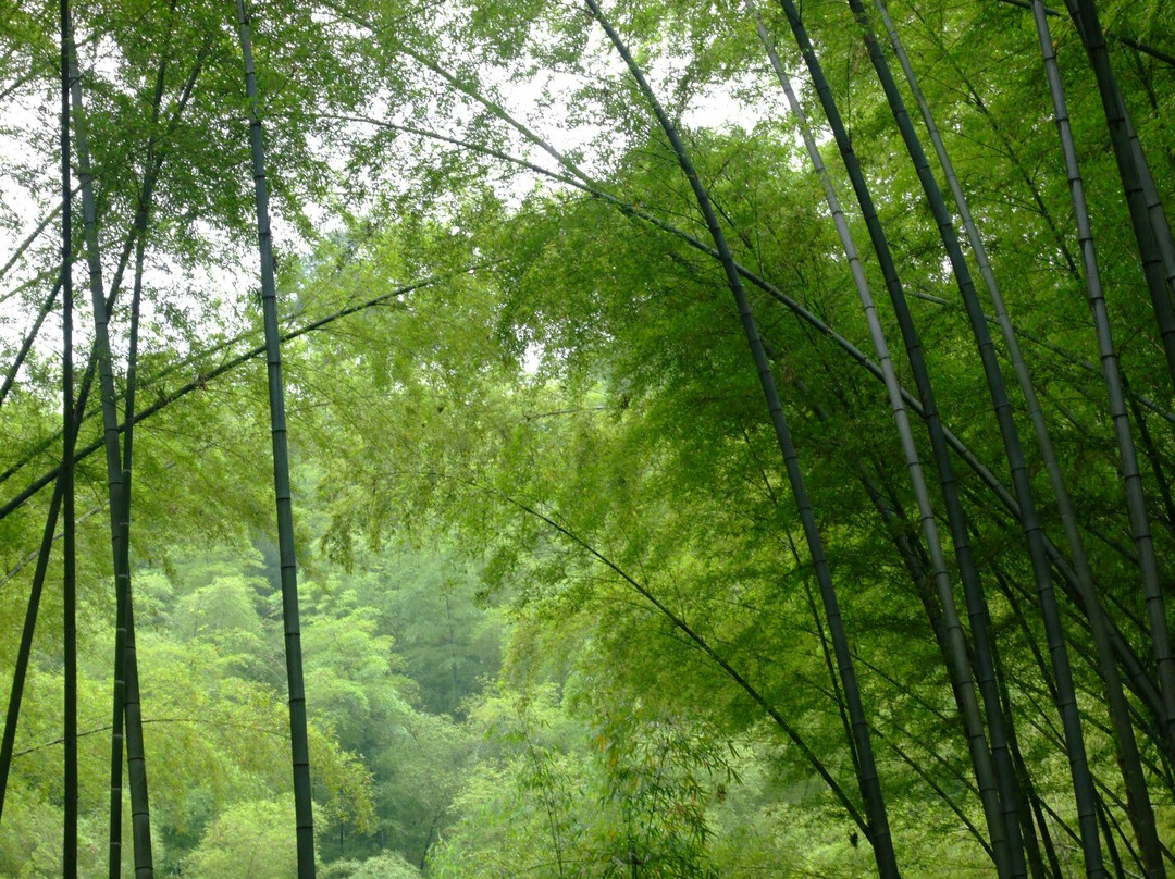 长宁竹海自然保护区景点图片