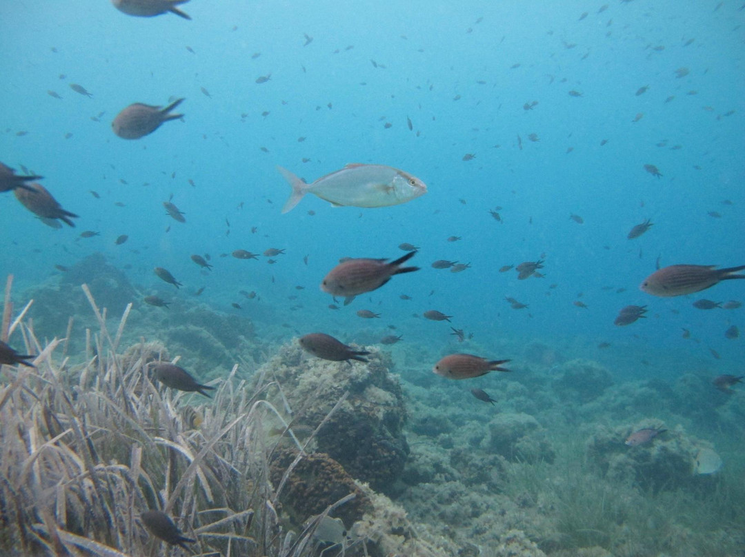 Oceanic Diving Center-Nikiti必去景点