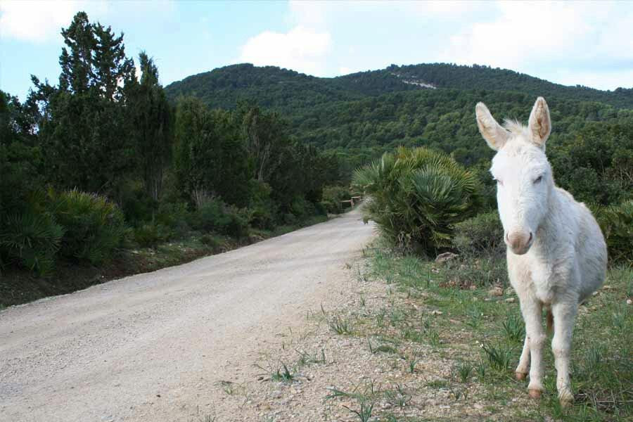 Exploralghero-阿尔盖罗必去景点