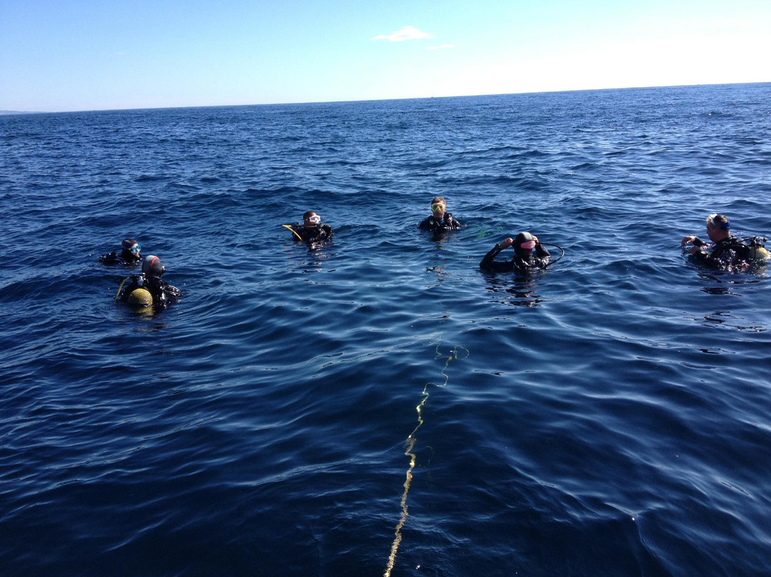 Octopus Scuba School景点图片