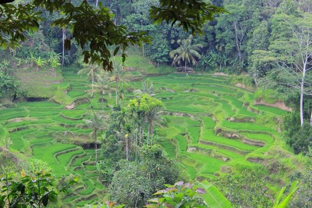 Wayan Tours-佩艳艮必去景点