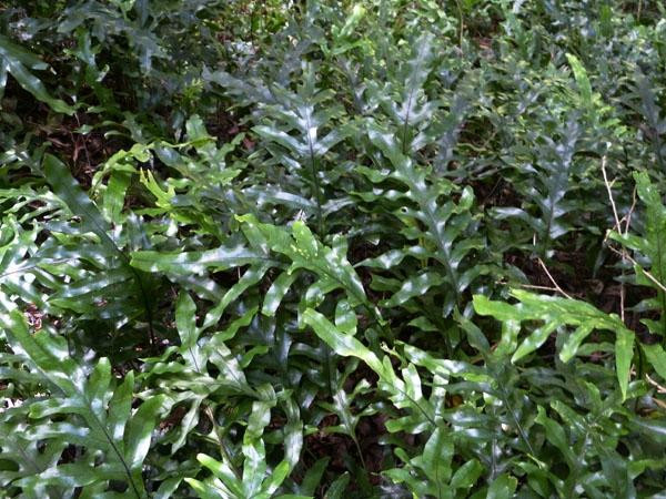 Glenfalloch Gardens-但尼丁必去景点