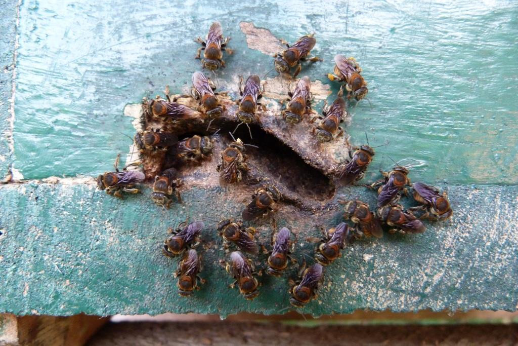 International Stingless Bee Centre-Cape Coast必去景点