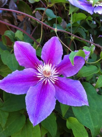 Oak Knoll Winery-希尔斯伯勒必去景点