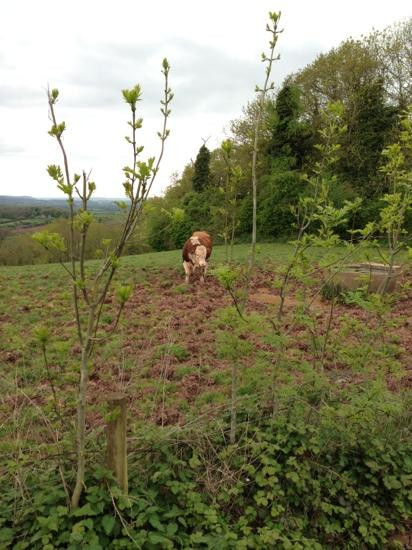 Pencombe旅游攻略图片