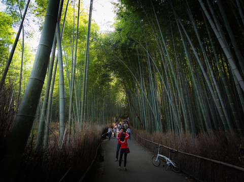 嵯峨野竹林-京都市必去景点