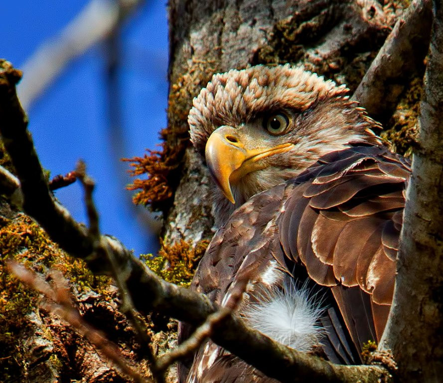 Skagit River Eagle Tours景点图片