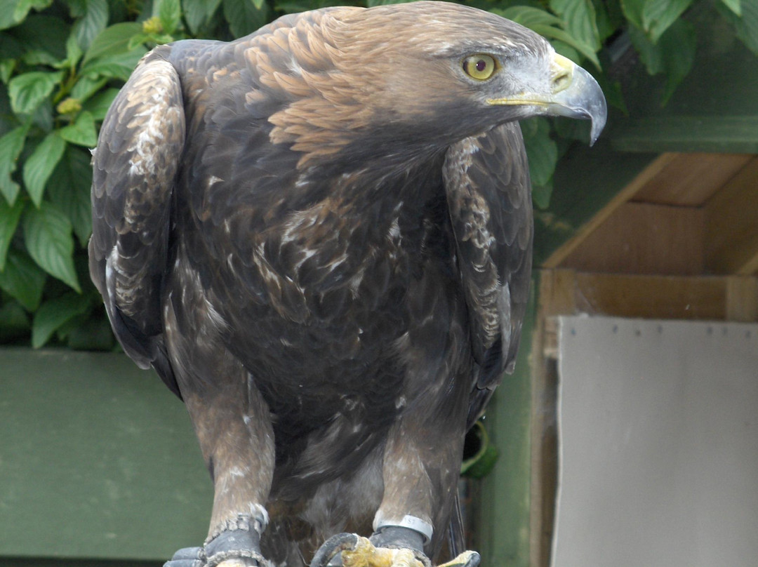 Woodlands Falconry and Bird of Prey Centre.-Tullow必去景点