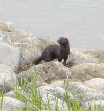 North Glenmore Park-卡尔加里必去景点