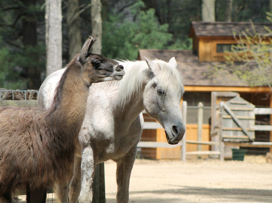 Winslow Farm Animal Sanctuary-Norton必去景点