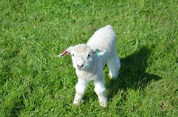 SuDan Farms-Canby必去景点