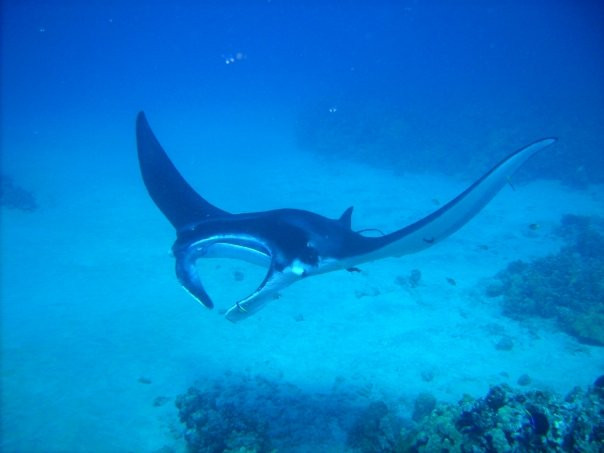 Kohala Kayak Club景点图片