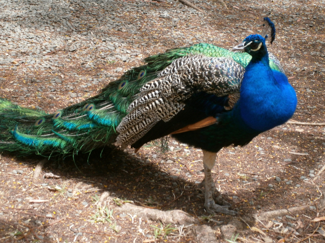 Parc zoologique et forestier-努美阿必去景点
