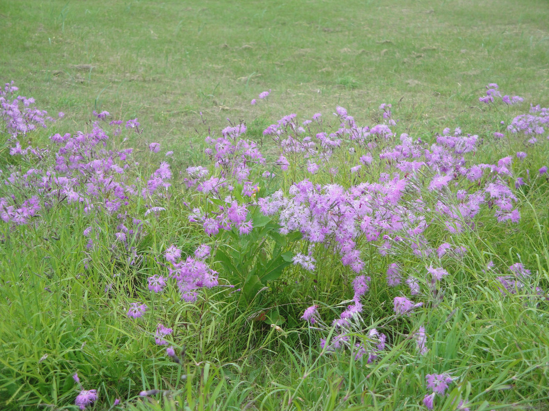小清水原生花園-小清水町必去景点