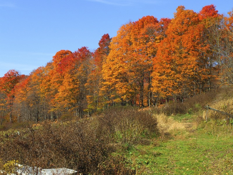 Sugarbush Farm-伍德斯托克必去景点