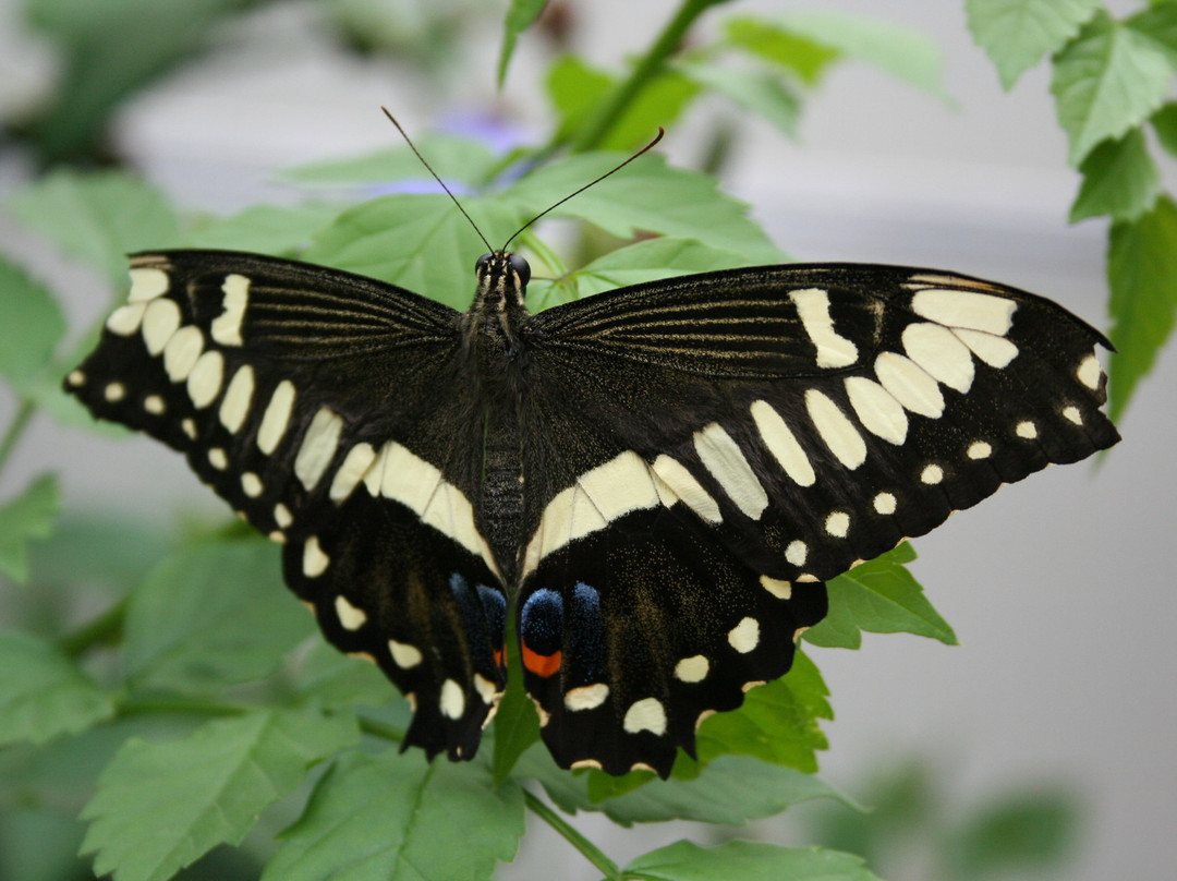 The Original Mackinac Island Butterfly House & Insect World景点图片