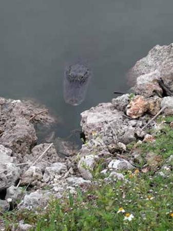 大沼泽地步道-大沼泽国家公园必去景点