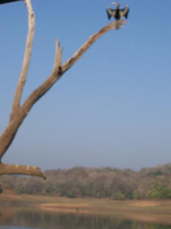 Periyar Lake景点图片
