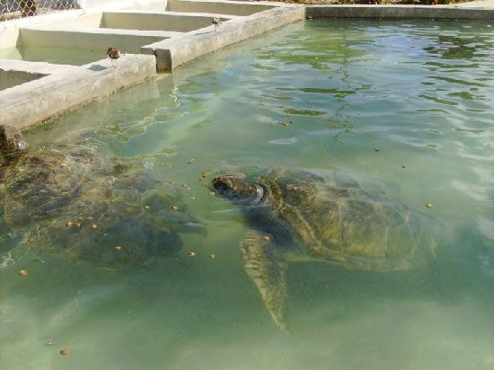 Cayman Turtle Centre: Island Wildlife Encounter景点图片
