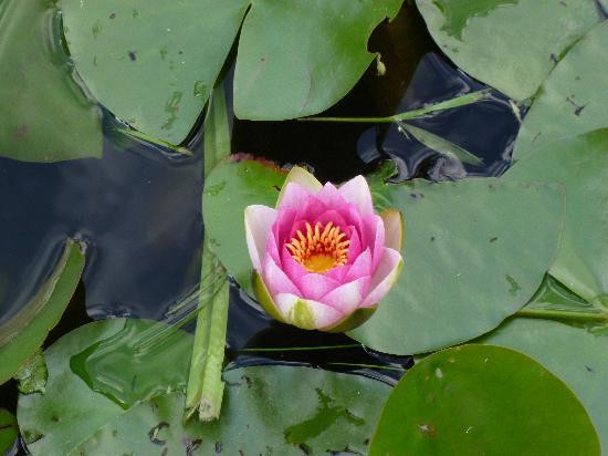 Bedgebury National Pinetum And Forest-Goudhurst必去景点