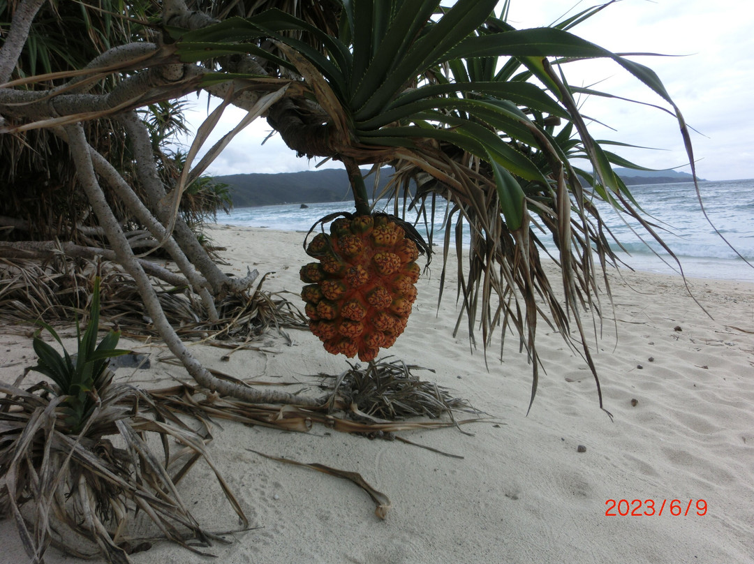 Ohama Seaside Park-奄美市必去景点
