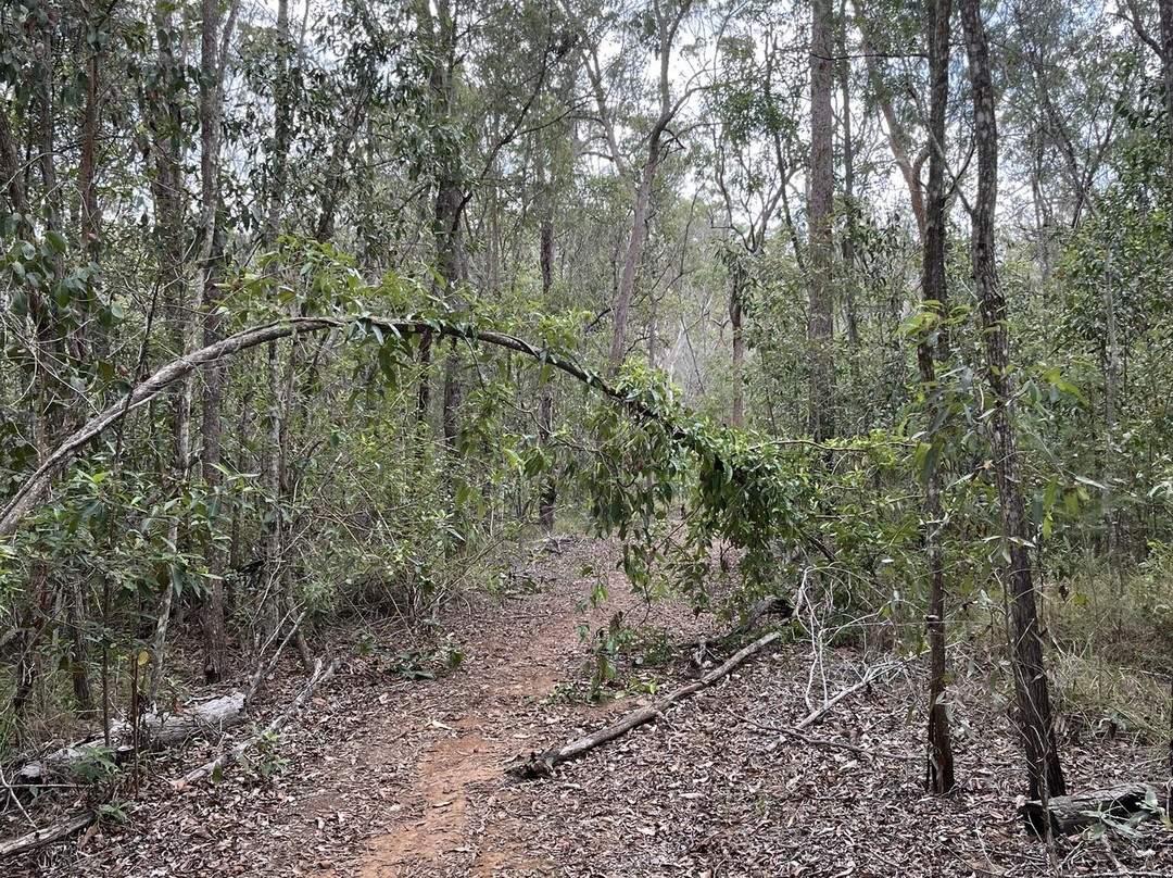Glass House Mountains National Park景点图片