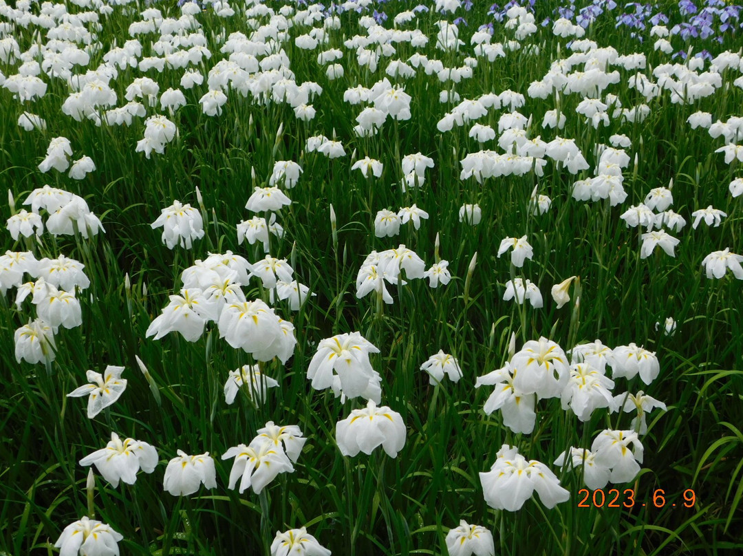 Yamadaike Park-枚方市必去景点