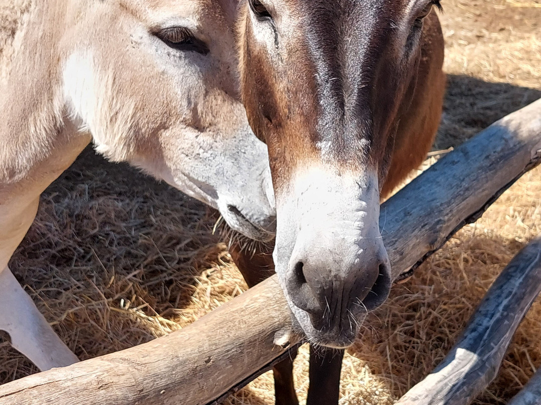 Ippikos Omilos Kalamatas-卡拉马塔必去景点