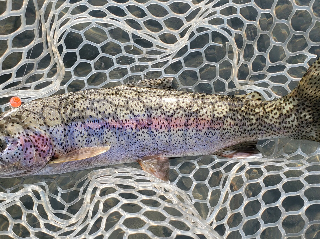 Alaska River Adventures - Day Tours-Cooper Landing必去景点