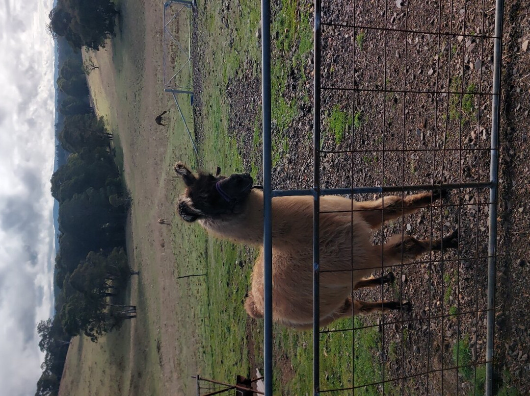 Mckeown's Rest Farmstay At Kenzell Farm主图